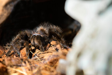 Taratula spider Brachypelma 