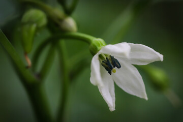 Macro photo of white pepper flower in green leaves. Stock Photo.