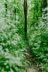 Fototapeta premium Footpath in peaceful forest, lush with trees and flowering shrubs