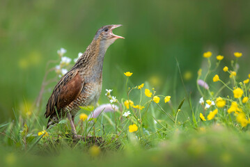 Corn crake bird ( Crex crex )