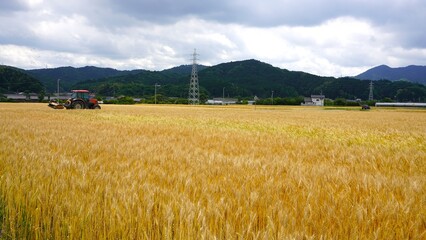 収穫間近の麦畑とトラクター　ワイド