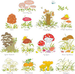 Cartoon set of forest mushrooms edible and inedible including the most widespread with names, outline vector illustrations isolated on a white background