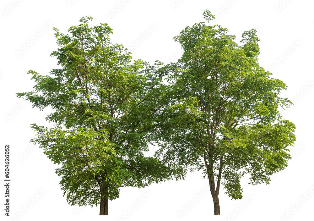 Aufkleber Green tree isolated on transparent background with clipping path and alpha channel.