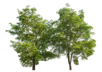 Green tree isolated on transparent background with clipping path and alpha channel.
