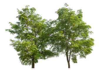 Green tree isolated on transparent background with clipping path and alpha channel.