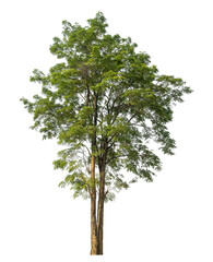 Green tree isolated on transparent background with clipping path and alpha channel.