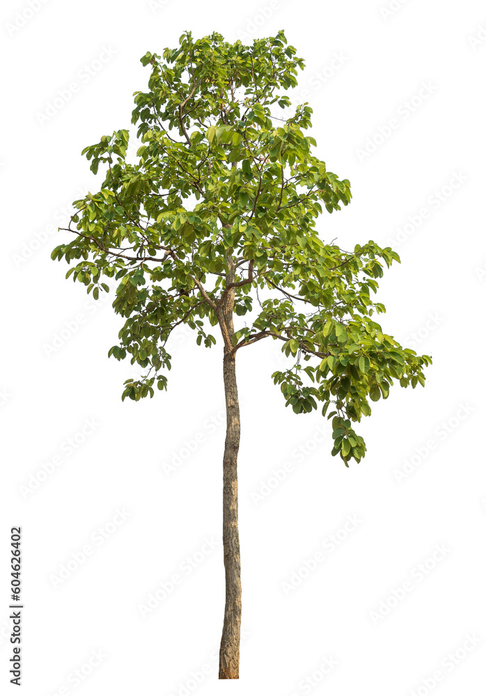 Wall mural green tree isolated on transparent background with clipping path and alpha channel.