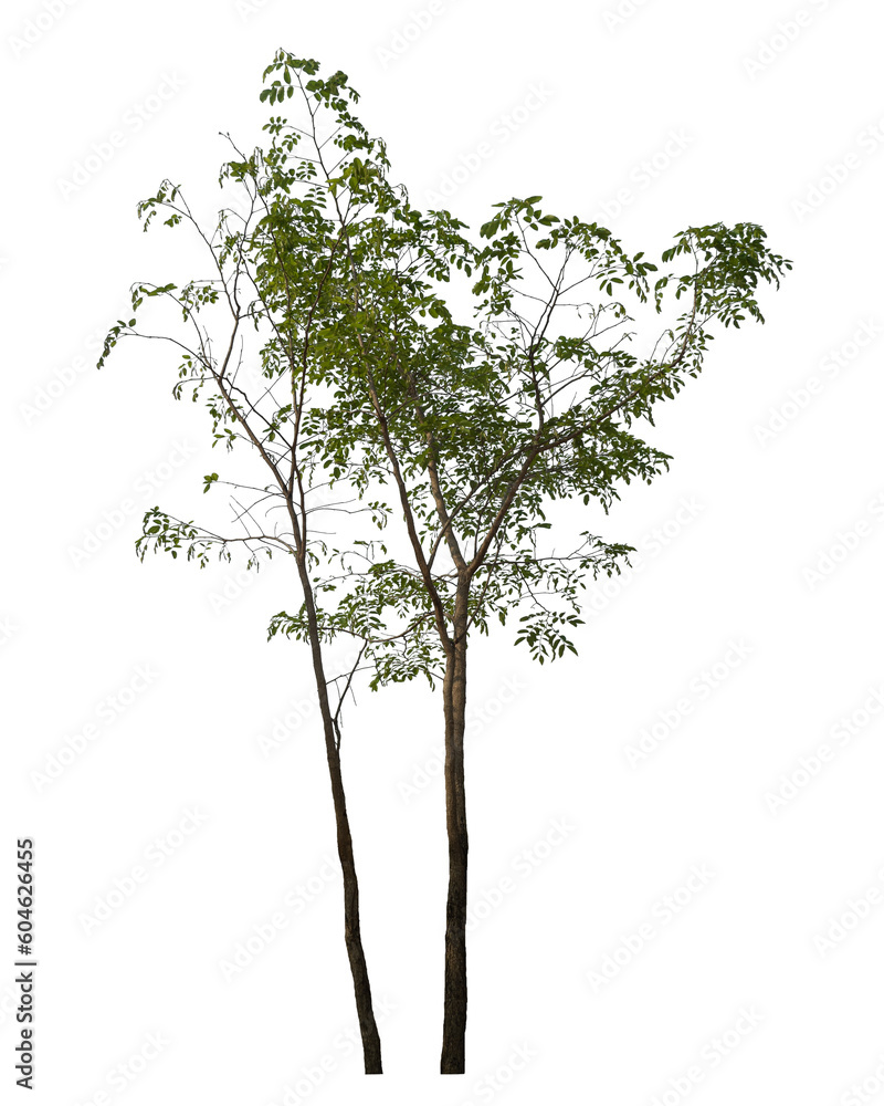 Leinwandbilder green tree isolated on transparent background with clipping path and alpha channel...
