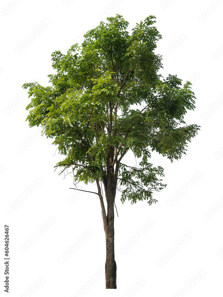 Aufkleber Green tree isolated on transparent background with clipping path and alpha channel.