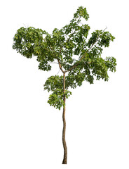 Green tree isolated on transparent background with clipping path and alpha channel.