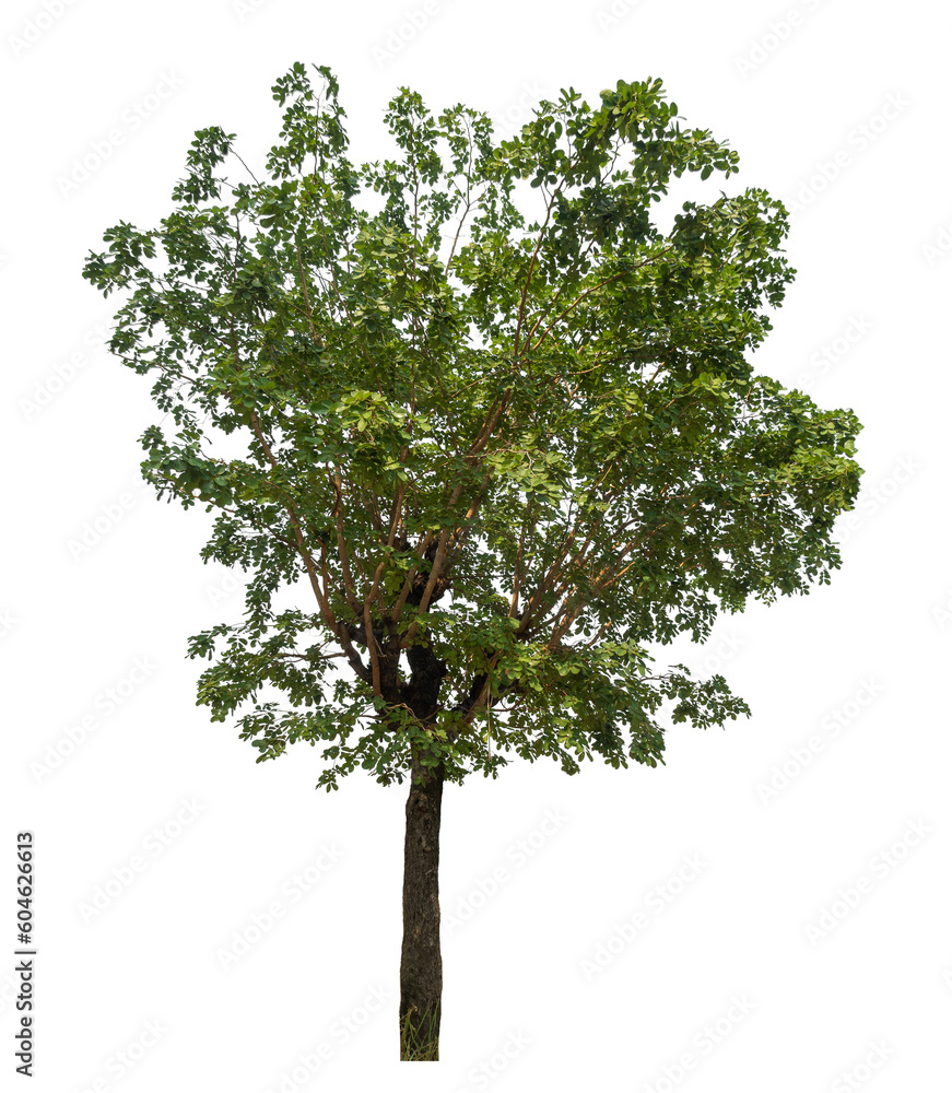 Poster Green tree isolated on transparent background with clipping path and alpha channel.