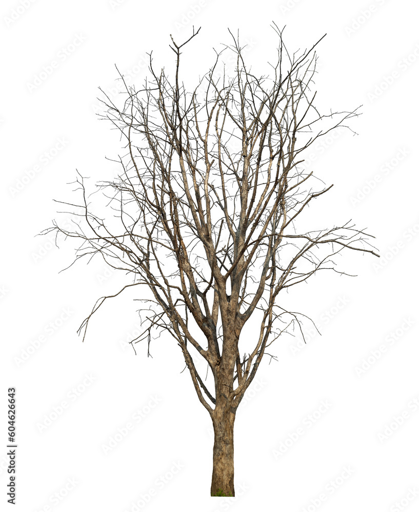 Poster dead tree isolated on transparent background with clipping path and alpha channel..
