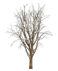 dead tree isolated on transparent background with clipping path and alpha channel..