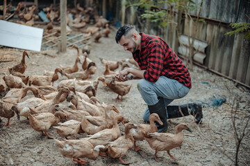 The livestock farm worker joyfully feeds the ducks. Identifying diseases in poultry farms, including diagnostic testing and close observation of duck behavior. Ensuring proper hygiene procedures