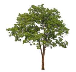 Green tree isolated on transparent background with clipping path and alpha channel.