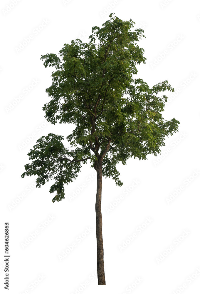 Leinwandbilder Green tree isolated on transparent background with clipping path and alpha channel.