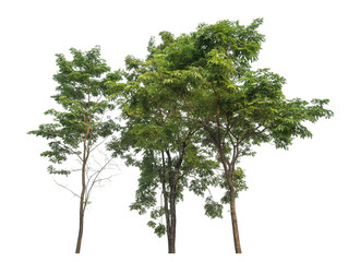 Green tree isolated on transparent background with clipping path and alpha channel.