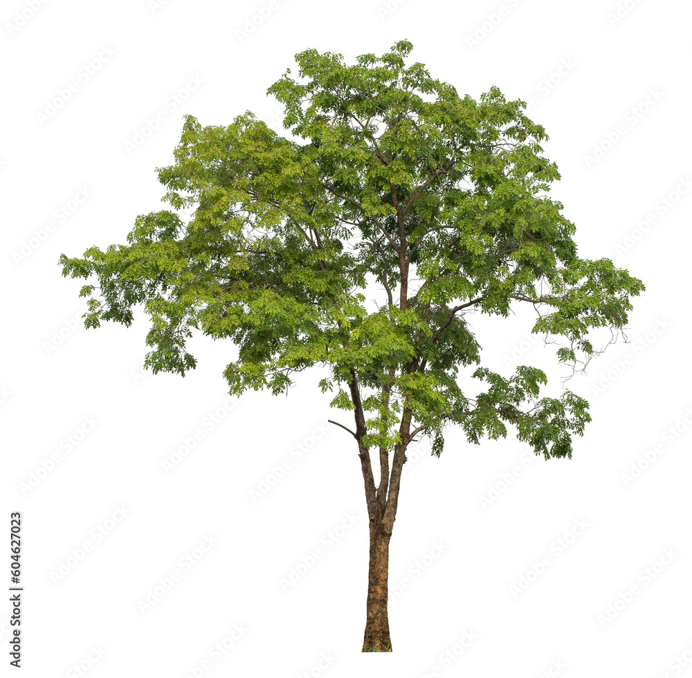 Poster Green tree isolated on transparent background with clipping path and alpha channel.