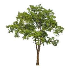 Green tree isolated on transparent background with clipping path and alpha channel.