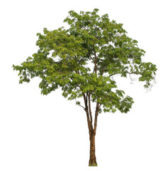 Fototapeta premium Green tree isolated on transparent background with clipping path and alpha channel..