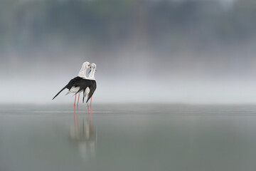 The dance of love, black winged stilt male and female in the mating season (Himantopus himantopus)