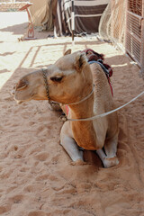 A Camel for the tourist riding in the Heritage folk village in Abu Dhabi, United Arab Emirates.