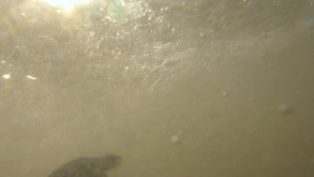 Newborn baby sea turtle swimming in the ocean  against the waves after hatching. It is of olive Ridley species.