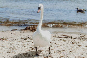 Fototapeta premium Swans on the Baltic Sea in Gdansk