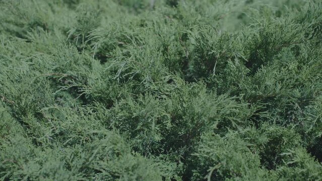 Shrub of dense cypress growing in black soil in cottage garden. Concept of landscape design. Plants cultivated in cottage house in sunny weather