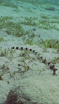 Vertical video, Harlequin Snake Eel (Myrichthys colubrinus) crawls along sandy bottom covered with green sea grass in daytime, Slow motion