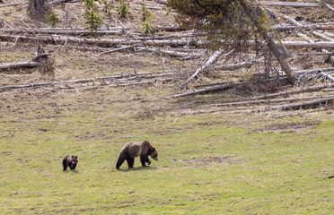 Grizzly Bear Sow and Cubs in Springtime