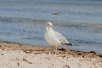 A seagull walks along the beach of the Baltic Sea