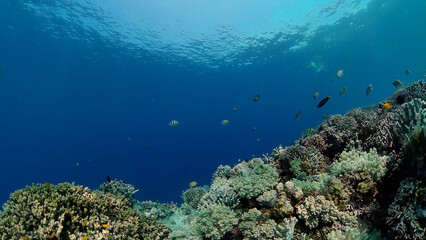 Tropical coral reef seascape with fishes, hard and soft corals.