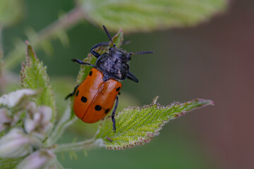 Leaf beetle (Lachnaia tristigma) on a leaf