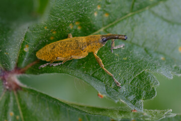 Weevil (Lixus pulverulentus) on a leaf