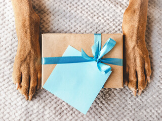 Dog paws, gift box and blank note for a congratulatory inscription. Directly above. Close-up,...