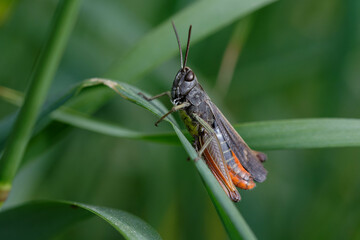 Woodland grasshopper (Omocestus rufipes) on a plant