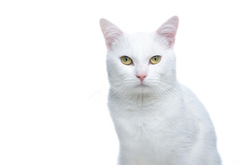 Portrait of a white cat looking at the camera, the cat has a serious expression, his eyes contrast a lot with the background. isolated studio photo.