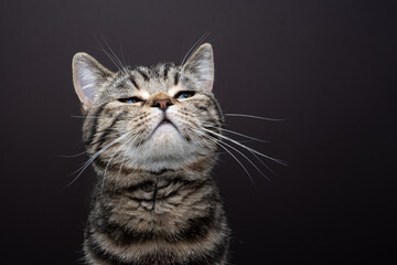 tabby cat lifting head sniffing a scent in the air. studio shot on brown background with copy space
