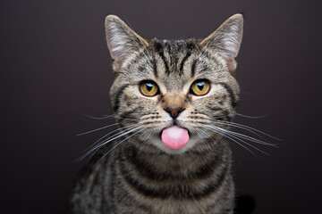 cute mischievous tabby cat sticking out tongue looking at camera. funny studio portrait on brown background