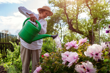 Senior woman watering tree peonies in bloom with watering can in spring garden. Gardener taking...