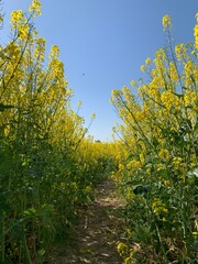 Obraz premium A field of bright yellow blooming rapeseed. Concept: agronomy, harvest, flowering season. Background texture: yellow rapeseed field and blue sky.