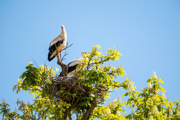 
Two stork birds are sitting in a tree with the sky in the background.