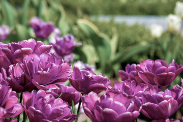 
Purple tulip flowers in the garden