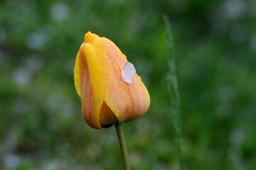 tulips in spring with raindrops