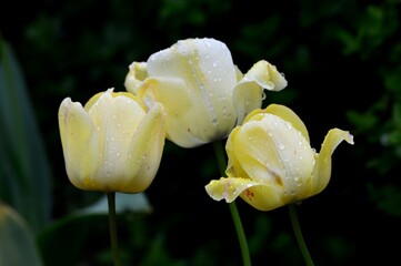 tulips in spring with raindrops