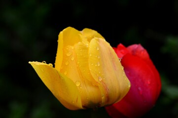 tulips in spring with raindrops