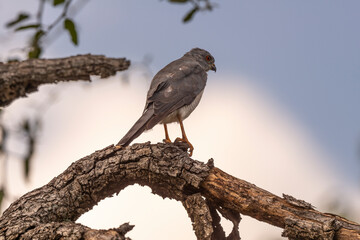 Epervier shikra,.Accipiter badius, Shikra