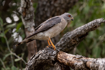 Epervier shikra,.Accipiter badius, Shikra