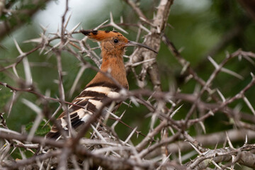Huppe fasciée,.Upupa epops, Eurasian Hoopoe